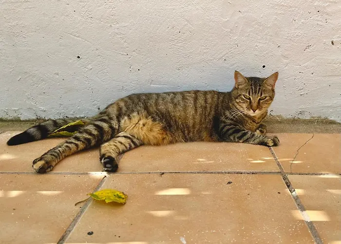 Estudio Adosado Con Jardin Y Parking Privado * Alicante